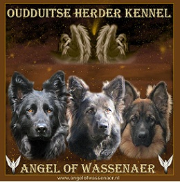 Angel of Wassenaer's brede banner